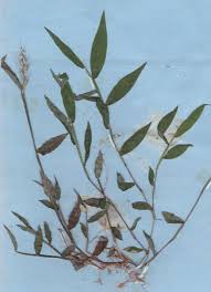 Image result for Oplismenus burmannii