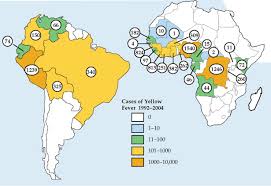 Image result for Yellow Fever