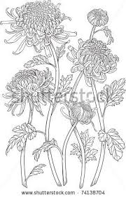 Monochrome Black And White Curly Japanese Chrysanthemum Flowers With Blossoms And Leaves Isolate Chrysanthemum Flower Drawing Flower Drawing Line Art Drawings