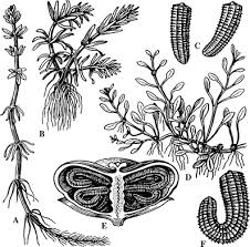 Image result for Elatinaceae