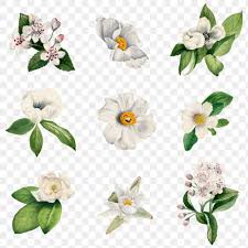 White Wild Flower Png Botanical Illustration Set Free Image By Rawpixel Com Adj In 2020 Flower Illustration Nature Watercolor Botanical Illustration