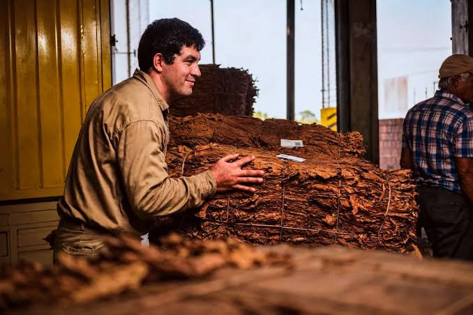 En Paraguay siguen tirando abajo yerbales y advierten que la producción “no tuvo precio” este año | El Territorio