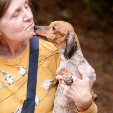 hi Pepsi, this sweetheart is an approx. 7 year old Dachshound. She was  surrendered to our care from a Lancaster breeder when they longer wanted  her. She came to us very underweight