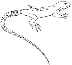 We did not find results for: Gecko Coloring Pages Best Coloring Pages For Kids