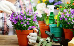 Y tal vez ya lo hayas pensado, pero te preocupe el precio. Los Pasos Que Debes Seguir Para Crear Un Jardin De Flores En Tu Casa