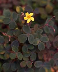 Image result for Oxalidaceae