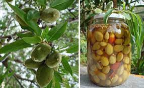 But, did you know that they were versatile and packed with nutrition? Pickled Tsagala Green Almonds Aglaia S Table On Kea Cyclades