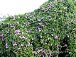 Image result for Ipomoea tuberculata