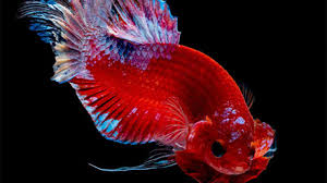 How Long Do Betta Fish Live For 5 Helpful Tips For A Long And Happy Life Fish Care