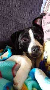 What A Cutie Zelda Is A Mix Breed Of Border Collie Beagle And Jack Russell Terrier Who Loves To Play Fetch Welcome To Pupbox Zelda