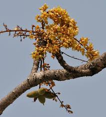 Image result for Sterculia subviolacea