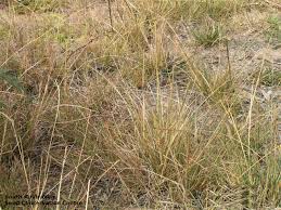 Image result for Sporobolus africanus