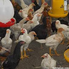 Ayam Kampung Super Siap Di Panen Docayamkampungsuper Docayamkampung Joper Ayamkampungsuper Ayamkampung Telurayam Panenjoper Pane Rooster Animals Photo
