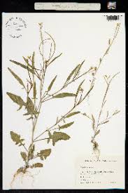 Image result for Sisymbrium orientale