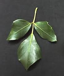 Image result for Rhoicissus revoilii