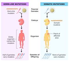 We recommends this plant cell vs animal cell venn diagram page for you to see. Somatic Vs Germline Mutations Bioninja