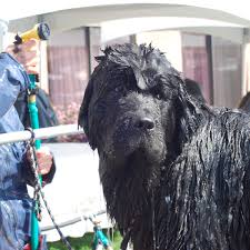 Cute giant newfoundland dogs playing gently with adorable babies. How To Bathe And Shampoo Your Newfoundland Dog Pethelpful