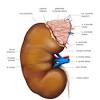 Le malattie che interessano l'apparato endocrino sono le patologie funzionali e nodulari della tiroide, il diabete, la menopausa, l'osteoporosi, l'infertilità, i difetti di crescita. 1