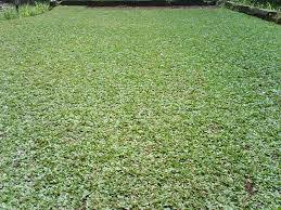 Selamat datang di gallery rumput taman, salam sejahtera selalu. Jual Rumput Taman Di Subang Sukabumi Sumedang Tasikmalaya Tukang Rumput Taman Jual Rumput Taman Murah Harga Rumput Taman Jasa Penanaman Rumput Taman Supplier Rumput Taman