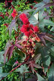 Ricinus Communis Castor Oil Plant Showing Plant Foliage Red Ball Spiky Flowers Poisonous Source Of Toxin Rici Plants Foliage Plants Flower Stock Photography