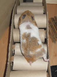 Selber Machen Schnuggel Schnubbi Fertig Ist Die Hamsterbrucke Machen Schnubbi Schnuggel Selber In 2020 Hamster Spielzeug Hamster Hamster Ideen