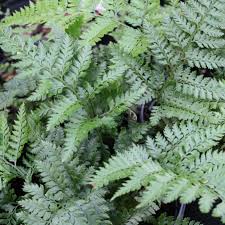 Image result for Arachniodes