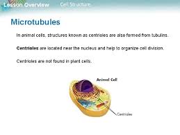 Plant cells are often larger than animal cells. Chapter 7 Section 2 Part 1 Cell Structure