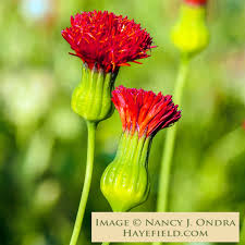 Image result for Emilia violacea