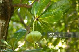 Image result for Barringtonia asiatica