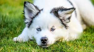 The pomeranian breed has been around for more than 2,000 years. Pomsky Breed Information Pomeranian Siberian Husky Mix