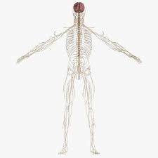 Nervous System 3d Models For Download Turbosquid In 2020 Nervous System Brain Nervous System Nervous