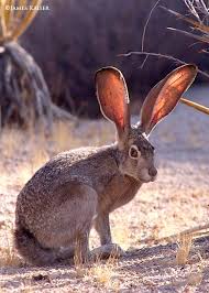 Complete Joshua Tree Guide James Kaiser Joshua Tree National Park Desert Animals Desert Landscape Art