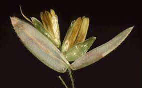 Image result for Craspedorhachis