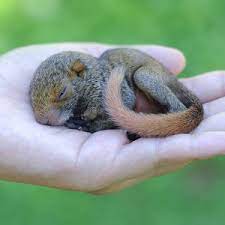 Dogs who like to chase need to be leashed or kept in a fenced area when outdoors, and you'll need a. How To Care For A Baby Squirrel Everything You Ever Wanted To Know