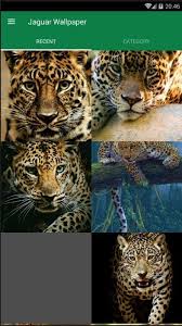 Juega con nuestros rompecabezas temáticos de jaguares, animales y vidas salvajes para adultos y niños. Jaguar Animal Wallpaper For Android Apk Download