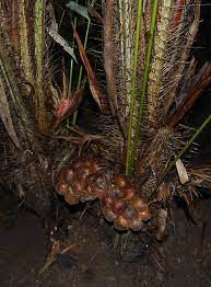 Snake fruit, along with durian and a host of other fruit, is a natural growing gem of southeast asia. Salak Tempting Exotic Fruit Tfnet International Tropical Fruits Network