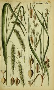 Image result for Carex angolensis