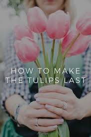 When do tulips bloom in zone 5? 320 Extraordinary Blooms Ideas In 2021 Flowers Bloom Planting Flowers