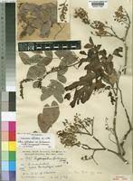 Image result for Cryptosepalum maraviense