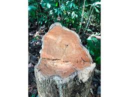 Image result for Tectona