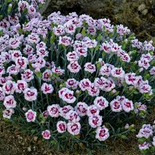 Image result for Dianthus