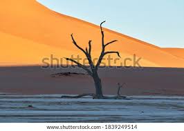 Leading lines … a few camel thorn trees somehow find enough moisture to grow in the arid environment. Shutterstock Puzzlepix