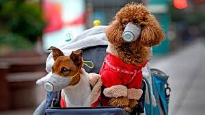 Try running with a toy or treat, or even getting into your car if your dog likes to travel. remain calm and positive when your dog runs away Pets And Coronavirus Risk Everyday Health