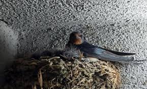 Kırlangıç adası yunanistan'a bağlı adalardan birisidir. Kirlangic Yuvasi Ekoloji Birligi