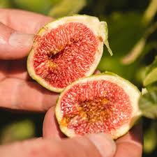 Check spelling or type a new query. Perrys Fruit Nut Nursery Home Facebook