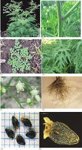 Image result for Parthenium