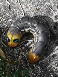 Hawaii Tropical Fruit Growers