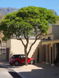 Image result for Rauvolfia afra