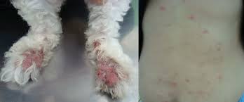 Image result for scabies dogs detail