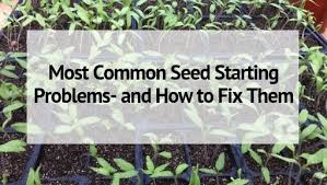 The plant went to seed and died in a very short space of time. Most Common Seed Starting Problems And How To Fix Them